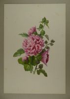 ROSE TREMIÈRE, LITHOGRAPHIE UM 1850