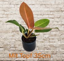 Philodendron „Prince of Orange“