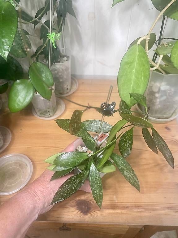 Piante & sementi: Hoya memoria – Usato da Schönholzerswilen venduto da Leavylounge 1