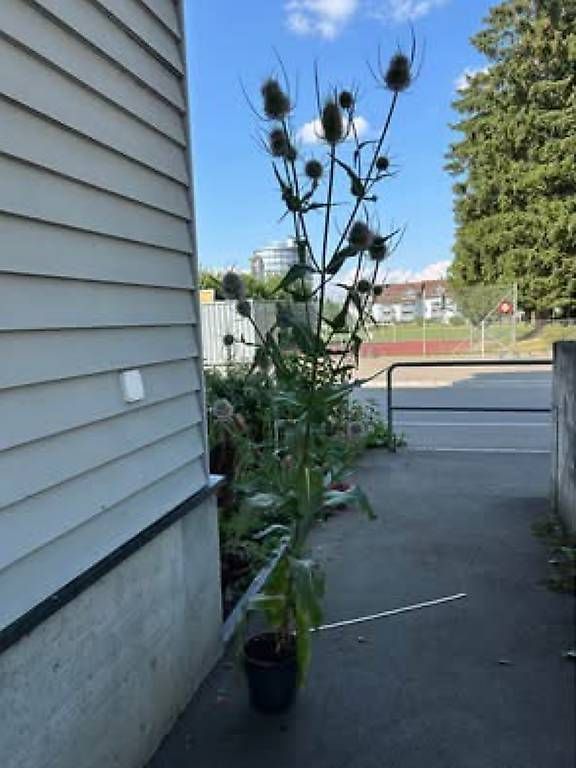 Plantes & graines: Karde – D'occasion à Frauenfeld par Irene.Schuppli 4