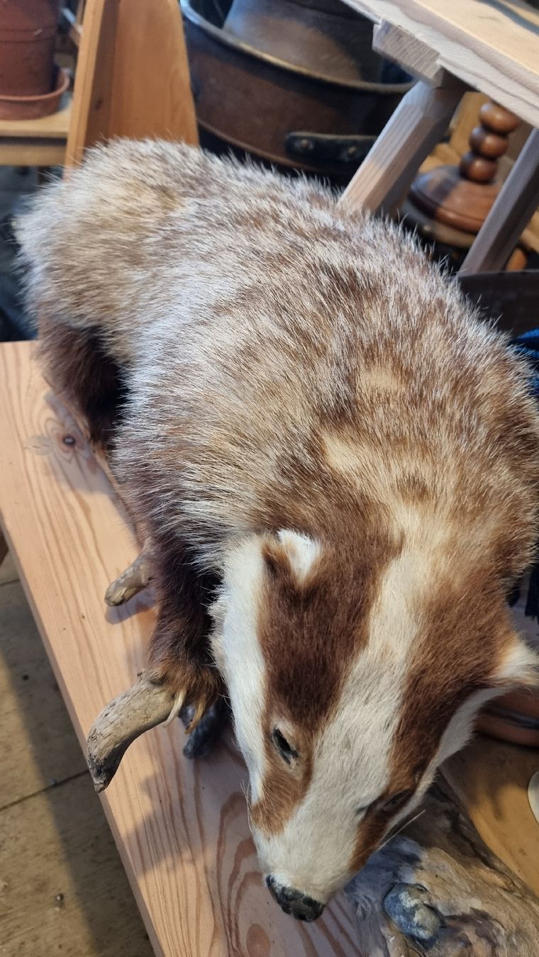 Welt der Tiere: Dachs – Gebraucht aus Sils im Domleschg von platin01 3