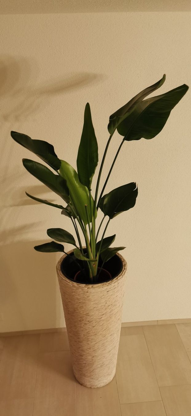 Piante & sementi: STRELITZIE / PARADIESVOGELBLUME – Usato da Jona venduto da Sleon02 1