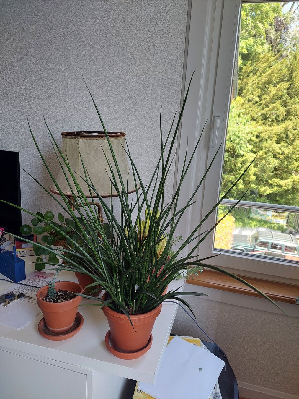 Piante & sementi: Sanseveria famile Pflanze – Usato da Zürich venduto da itorelli1