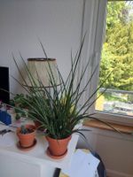 Sanseveria famile Pflanze