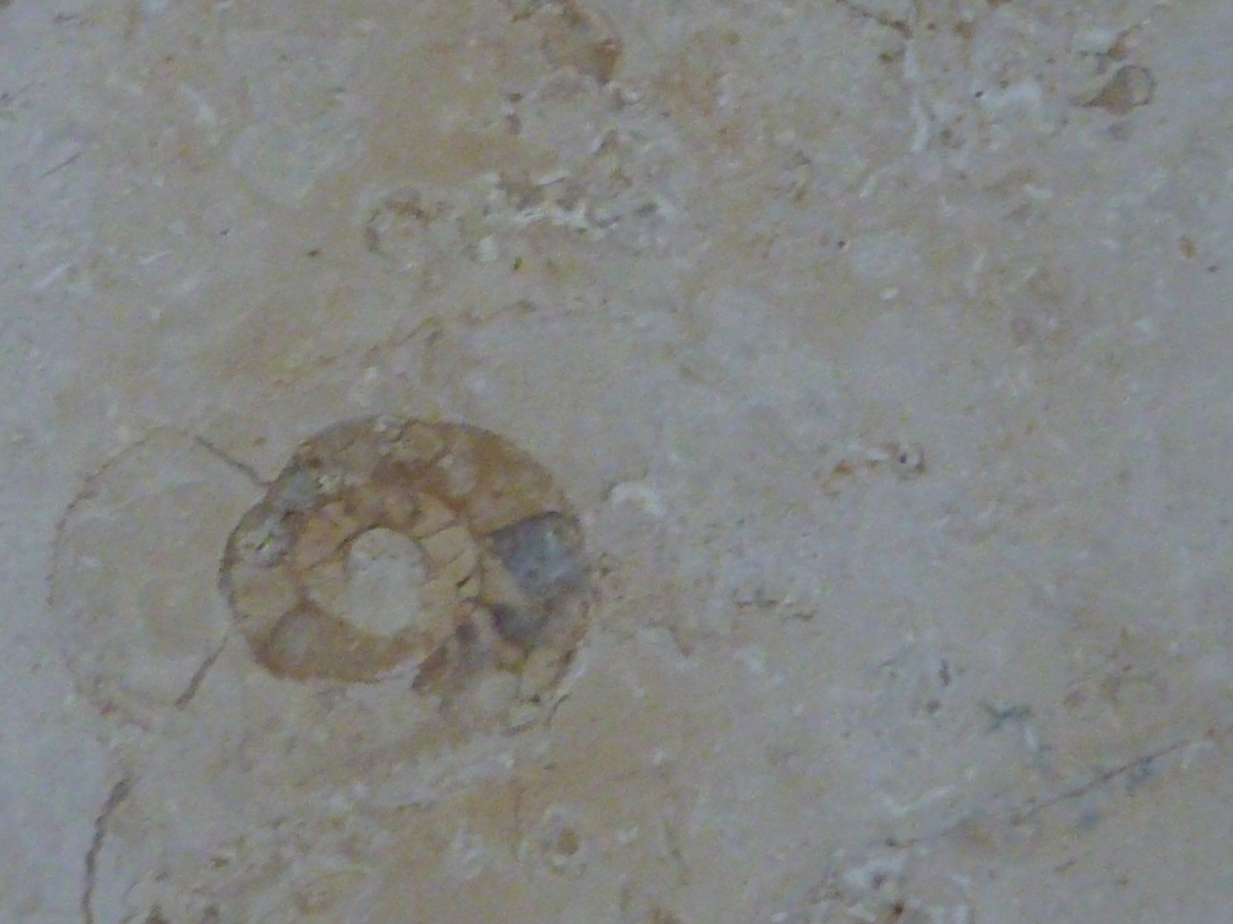 Fossili: Kalksteinplatte mit Ammoniten – Usato da Triengen venduto da Nussbaum14