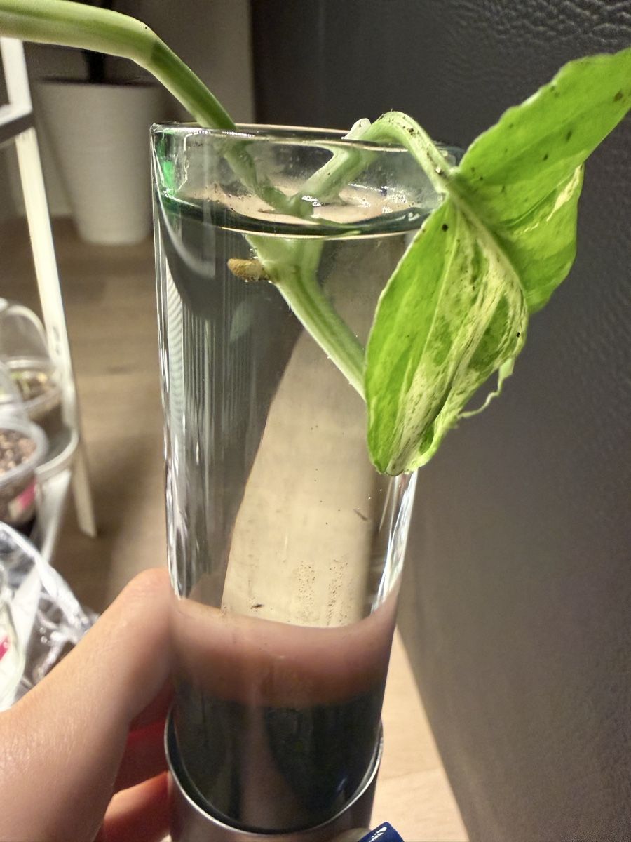 Plantes & graines: Epipremnum aureum Marble Queen Steckling – Neuf avec emballage d'origine à Wikon par alessiadacosta7 1