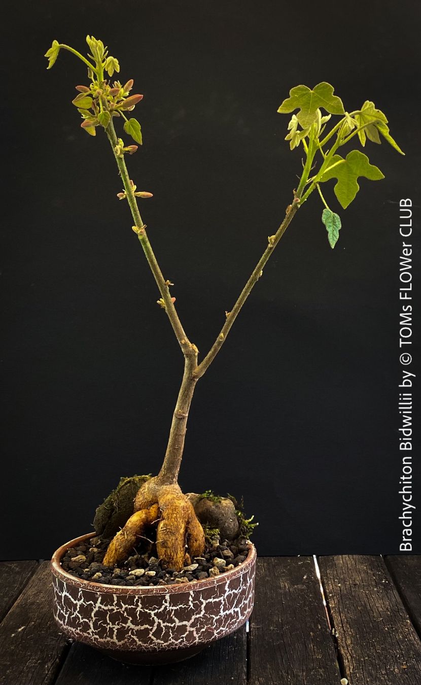 Piante & sementi: Brachychiton Bidwillii - Bonsai Bäumchen - Flaschenbaum – Nuovo e nell'imballaggio originale da Adliswil venduto da astom369 1