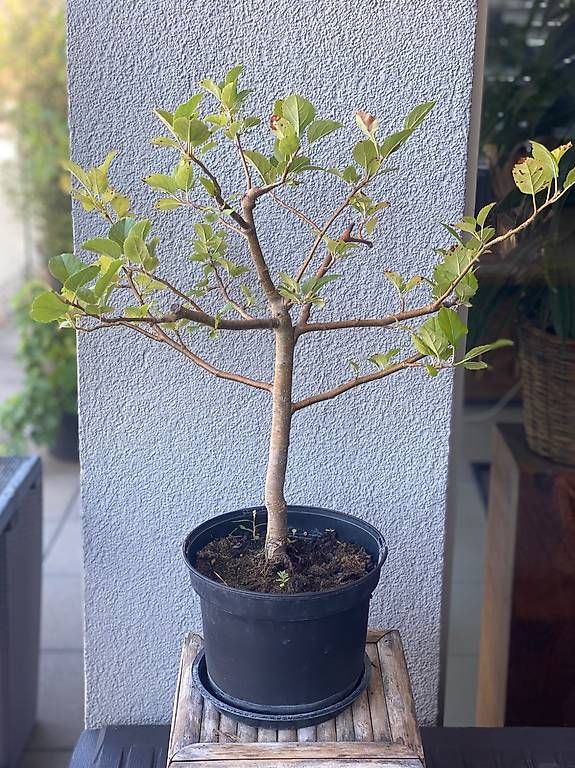 Plantes & graines: Apfelbaum – D'occasion à Aarau Rohr par Sergiomendez 2