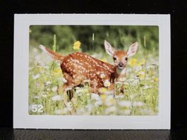 MIGROS MANIA Nature Detectives Nr. 52