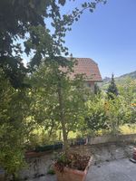Ginkgo Biloba Baum im Topf 170cm gut erhalten