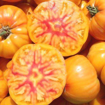 Pflanzen & Samen: German Gold BIO - Fleischtomate - 15 Samen – Neu und originalverpackt aus Sumiswald von Cham14559