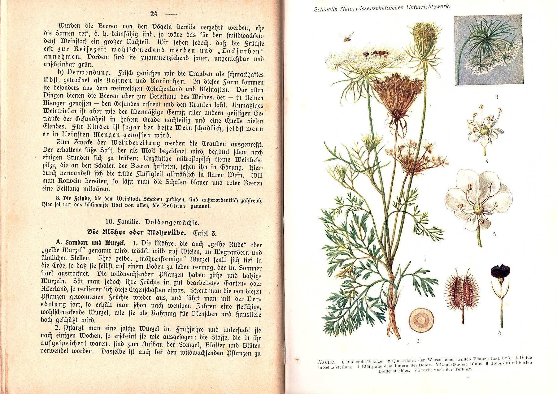 Libri: Pflanzenkunde Schmeil 1925 – Usato da Mörschwil venduto da antiksalon 2