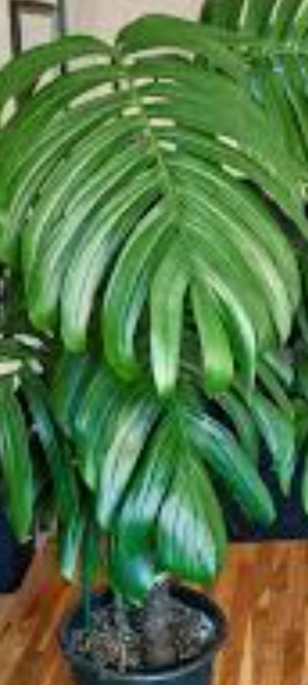 Piante & sementi: monstera decruciva (queue de dragon) – Nuovo e nell'imballaggio originale da St-Aubin-Sauges venduto da may_2yrv 2