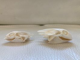 2 Schädel Pelodiscus sinesis( nicht Cites)