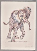 Junger Elefant, Lithographie von Fritz Hug, handsigniert