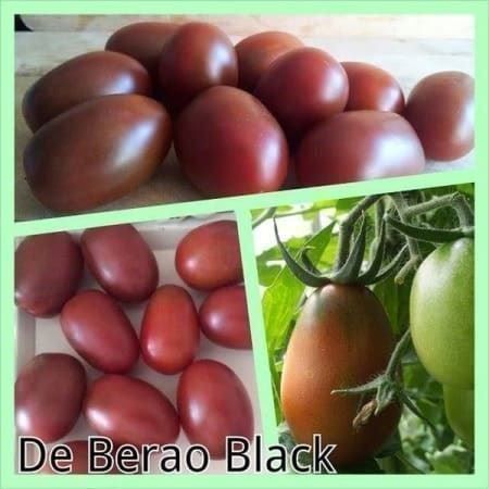 Plantes & graines: TOMATE DE BERAO BLACK RARE 10g – Neuf (Voir description) à Bremblens par FIBONACCI369
