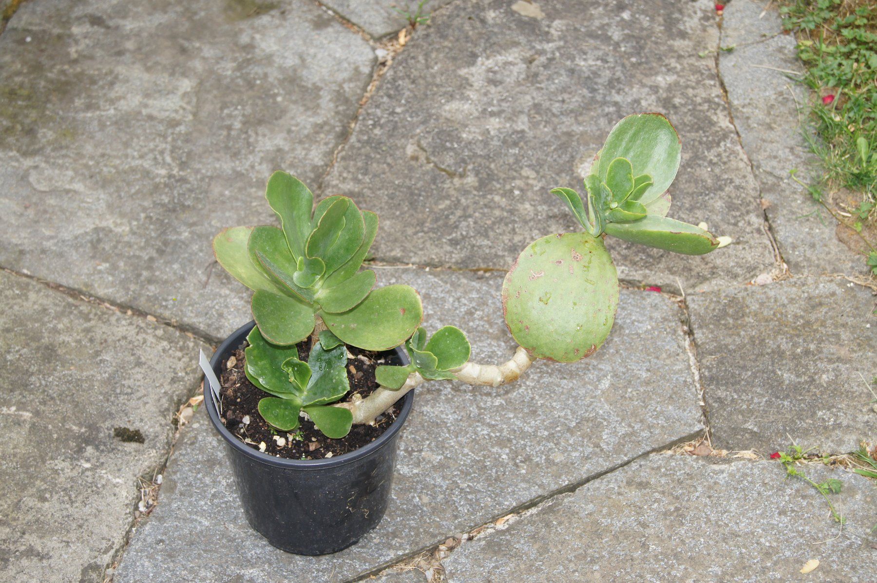 Plantes & graines: Cotyledon orbiculata – Neuf (Voir description) à Geroldswil par botanicals 4
