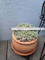 Grosser Kaktus Topf