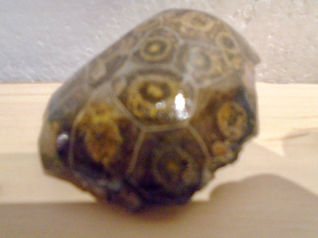 Mineralien & Heilsteine: Versteinerte Koralle – Neu (gemäss Beschreibung) aus Biberist von Steine 4