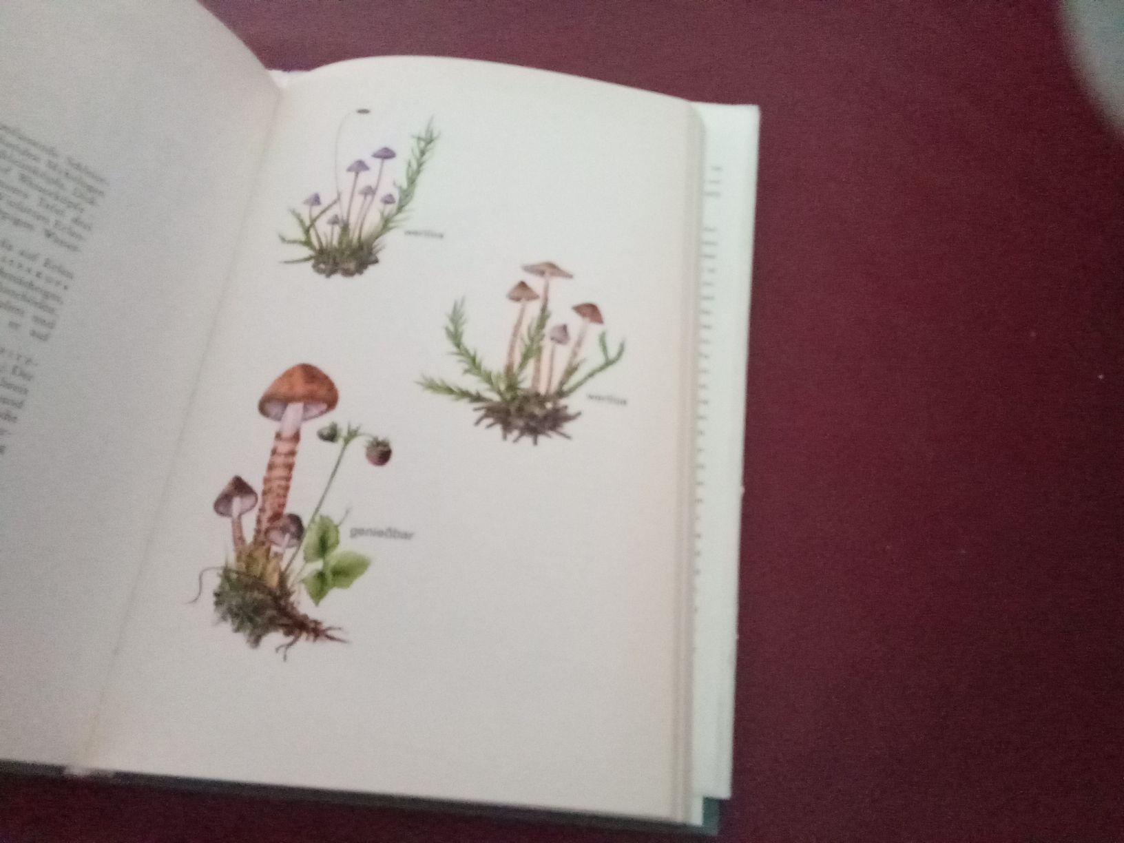 Bücher: DAS BUCH DER PILZE – Gebraucht aus Muri BE von Alk 4