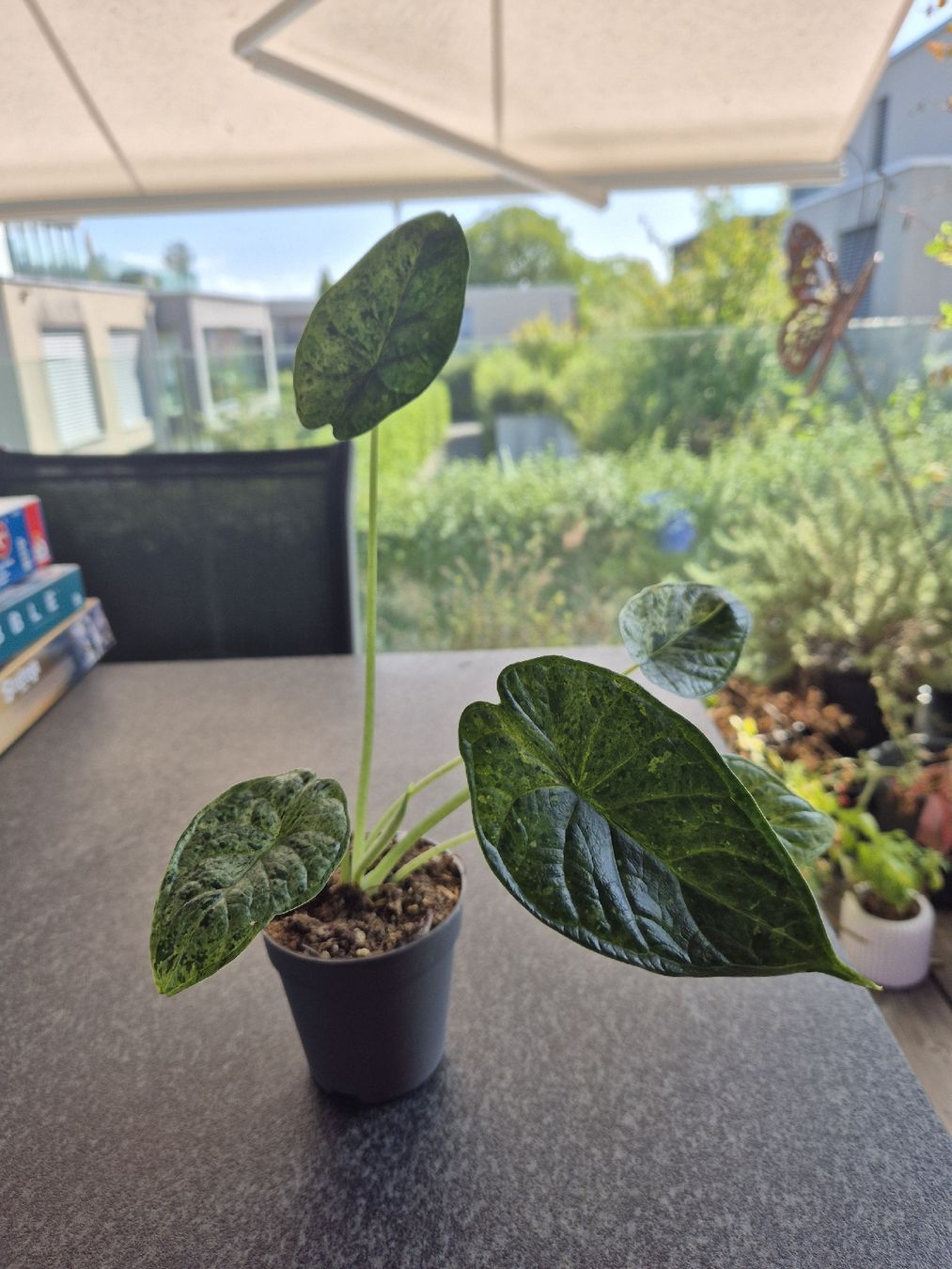 Piante & sementi: Alocasia Dragon Scale Mint Variegata – Usato da Urtenen-Schönbühl venduto da Pflanzenherberge 2