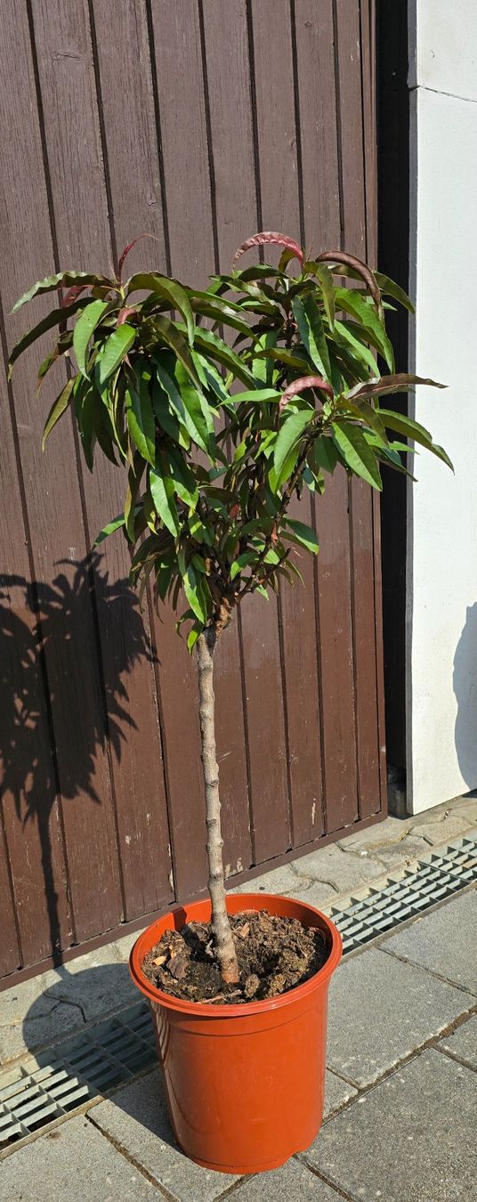Piante & sementi: Nektarine Prunus nucipersica – Usato da Aarburg venduto da popkorn65 3