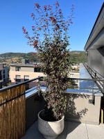Roter Japanischer Ahorn – 200 cm