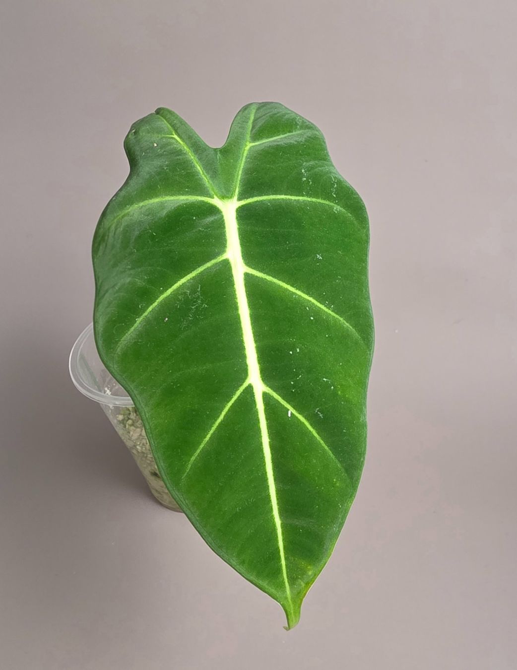 Piante & sementi: Alocasia micholitziana 'Frydek' – Nuovo (secondo la descrizione) da Gerolfingen venduto da Azora