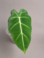 Alocasia micholitziana 'Frydek'