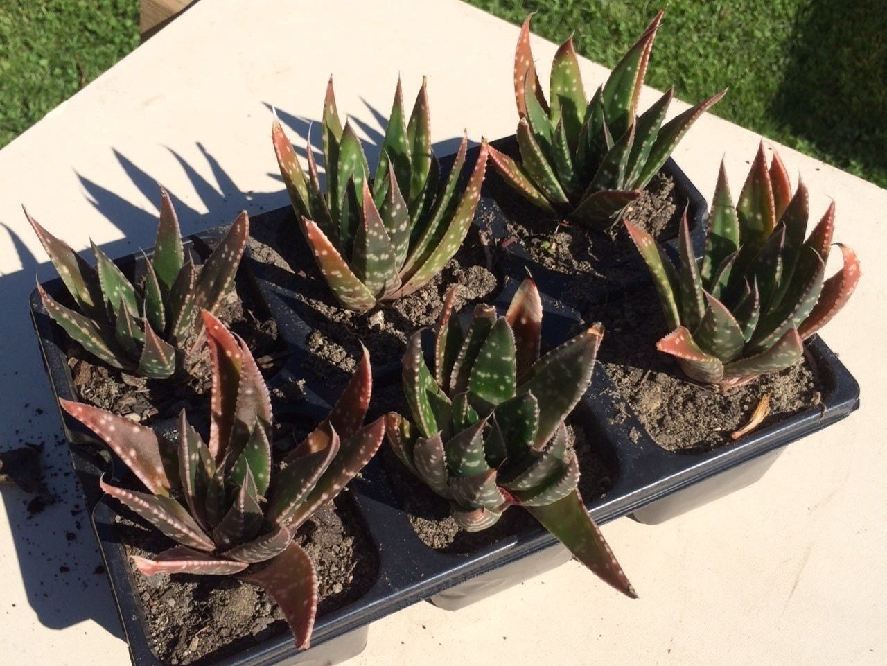 Piante & sementi: Haworthia – Nuovo (secondo la descrizione) da Vinelz venduto da Wellensittich55 3