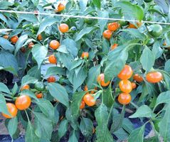 Orange Koral Peperoni - Capsicum annuum - 30 Samen