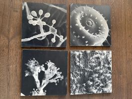 Wanddeko: 4 Mikroskopie Drucke, Schwarz/Weiss