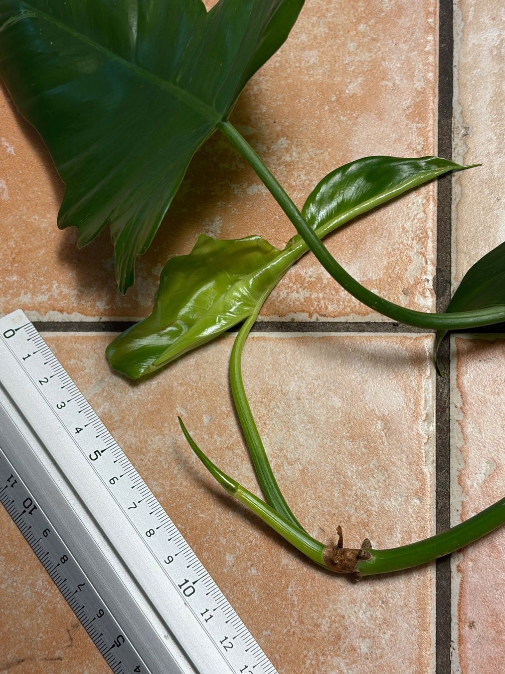 Piante & sementi: Philodendron bipennifolium - Geigenblatt-Philodendron – Usato da Winterthur venduto da Aniger 4