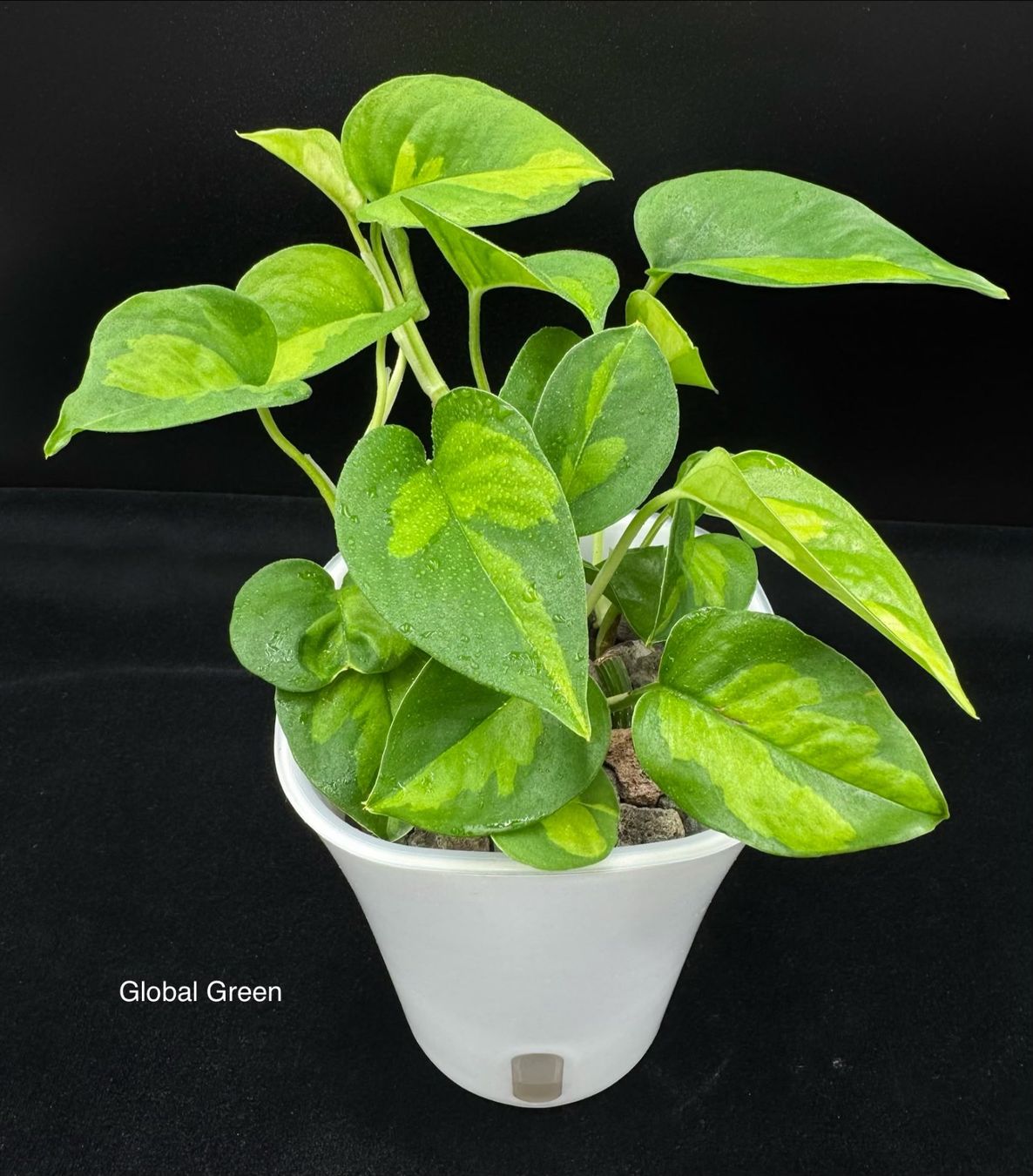 Piante & sementi: Epipremnum aureum 'Global Green' in Semihydro – Nuovo (secondo la descrizione) da Bühler venduto da googelibear 1