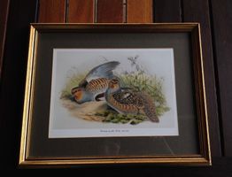Schönes Bild John Gould