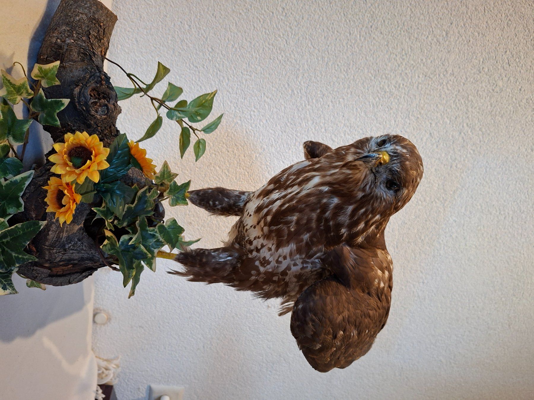 Il mondo degli animali: Mäusebussard 2 – Usato da Wünnewil venduto da Boschung1