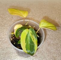 Philodendron Micans Variegata