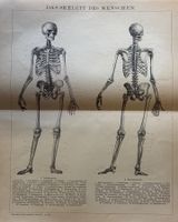 Orig. Holzstich um 1895 - Anathomie, Skelett des Menschen