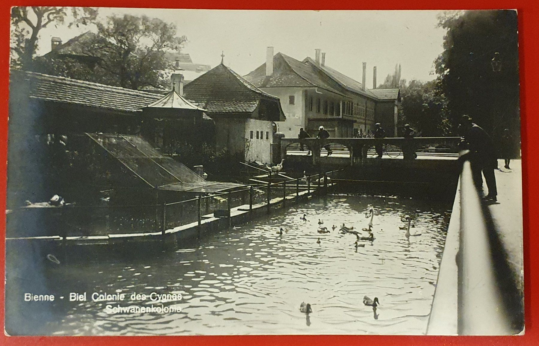 Ansichtskarten: Biel 1928 - Schwanenkolonie – Gebraucht aus Kreuzlingen von Rschweiz1