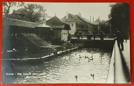 Biel 1928 - Schwanenkolonie