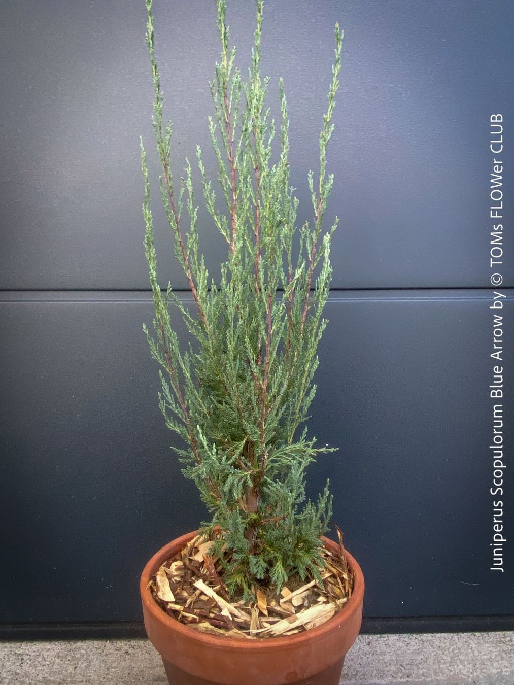 Piante & sementi: Juniperus Scopulorum 'Blue Arrow' - blauer Säulen-Wacholder – Nuovo e nell'imballaggio originale da Adliswil venduto da astom369 4