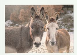 Postkarte Tierarzt im Einsatz Zwei Esel Motiv
