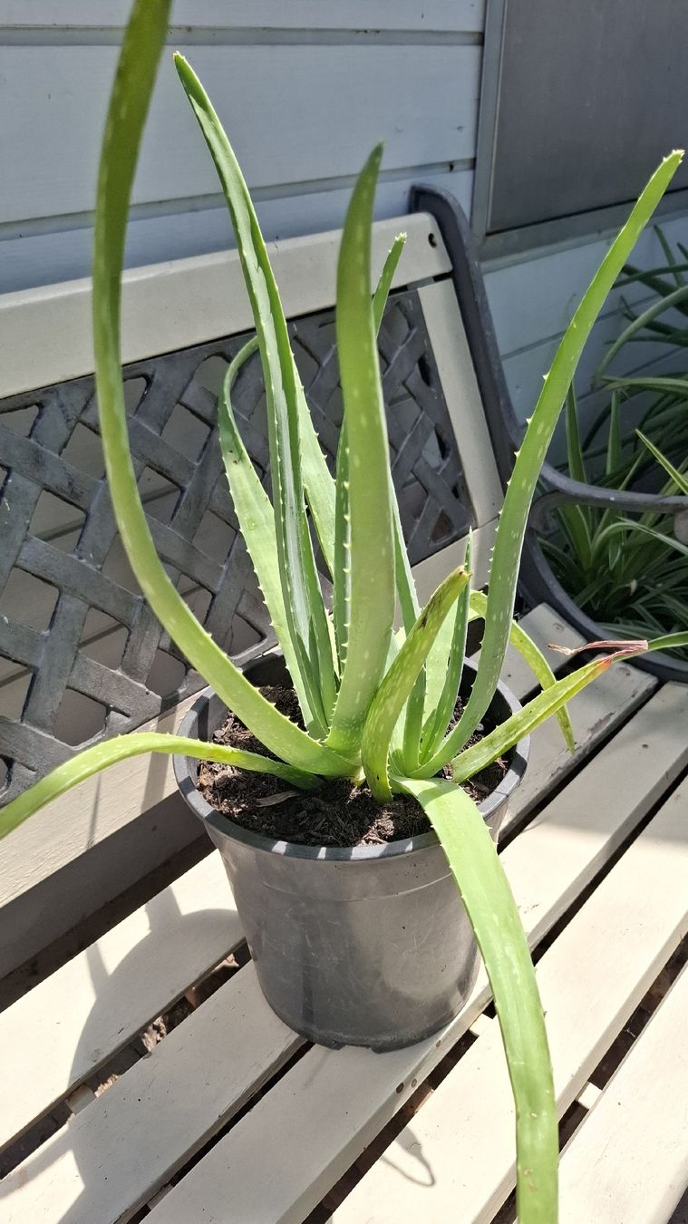 Pflanzen & Samen: Aloe Vera Pflanze ca. 50cm – Gebraucht aus Emmen von Tigerlady 4