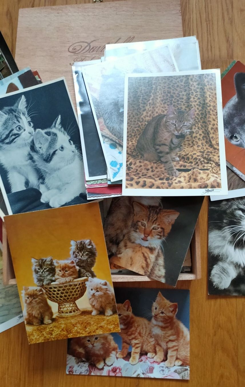 Cartoline postali: Vintage Katzen Karten – Usato da Luzern venduto da Luzern_Energy 3