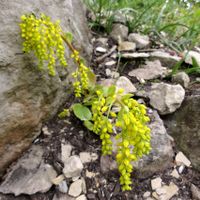 Goldtröpfchen - gelbe Blueten robust