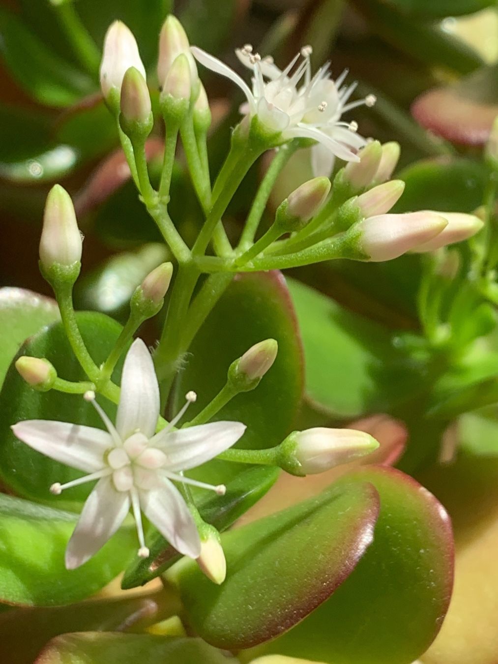 Piante & sementi: Geldbaum Crassula ovata Pfennigbaum 19 cm – Nuovo (secondo la descrizione) da Auenstein venduto da mar_8mxd 5