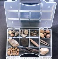 Starterset Fossilien in der praktischen Sammelbox