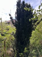 Säuleneibe Taxus baccata 'Fastigiata Robusta'