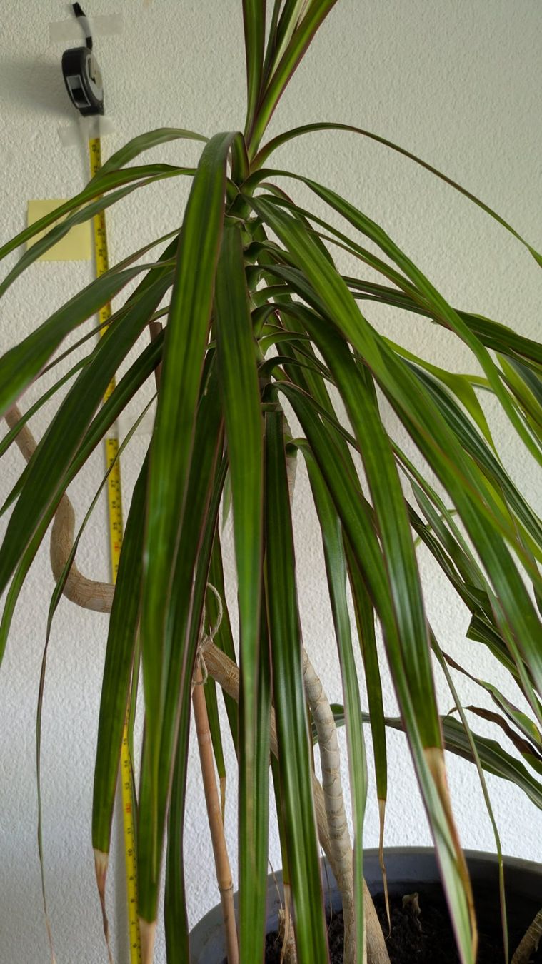 Piante & sementi: Grosser Drachenbaum Dracaena mit grauem Topf – Usato da Bremgarten b. Bern venduto da oll_8gnq 2