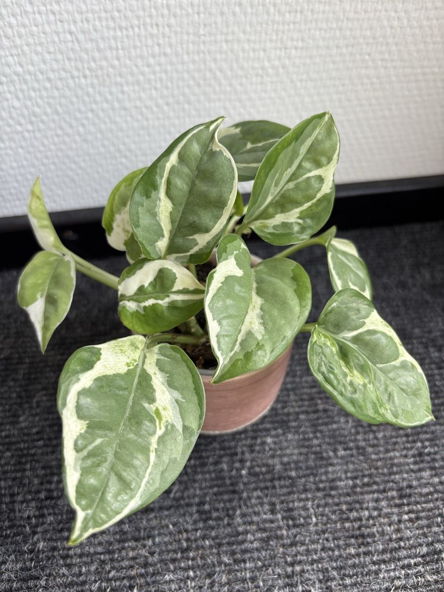 Piante & sementi: Epipremnum aureum 'Pearls and Jade' – Usato da Alpnach Dorf venduto da lisa_plants